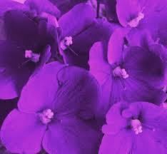 violetas