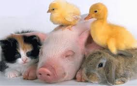 animales