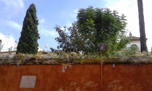 ruta cernuda magnolio