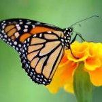 Mariposas